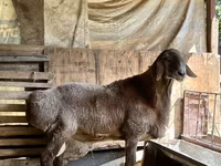 मेढ़ा, Arashan sheep — फ़ोटो 8