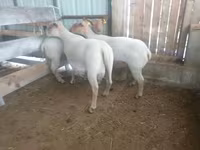 Sheep, Baerchuke sheep — photo 1