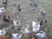 Chickens — foto 4