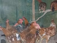 Chickens — fotografija 3