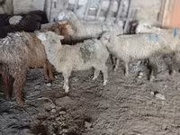 میش, گوسفند — عکس 2