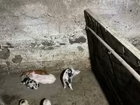 雌豚, 豚 — 写真 4