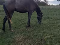 Hingst, Heste — foto 3