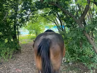 Sto, Hästar — foto 4