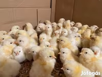 ساسکس — عکس 4