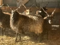 Biri-biri betina, Racka sheep — foto 1