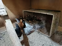 Chickens — 写真 5