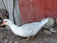 Domestic Muscovy — foto 1