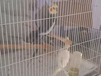 Növ: Nimfa (Cockatiel) papağanları və qəfəs dəsti 4 quw qefes daxil — zdjęcie 2