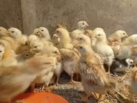Chickens — عکس 1