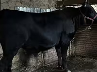 Lembu jantan, Cattle — foto 2