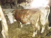 Lo’, Cattle — sawirka 1