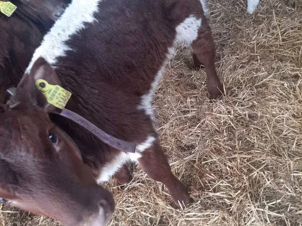 گاو نر, Simmental cattle