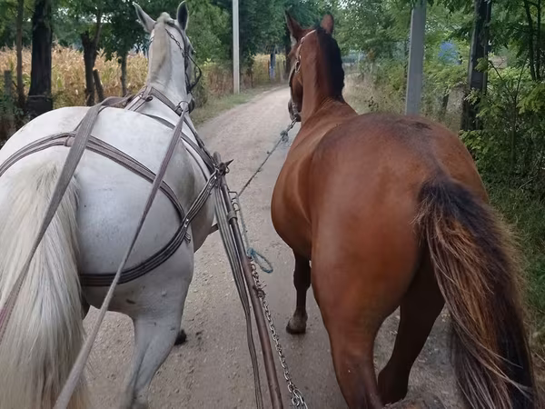 Caballo, Caballos — Moldavia