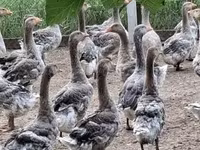 Geese — फ़ोटो 1