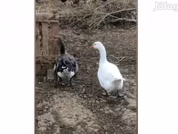 Geese — foto 1