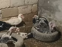 Turkeys — foto 4