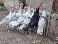 Turkeys — foto 4