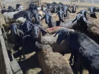 قوچ, گوسفند — عکس 4