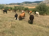Vacă, Simmental cattle — foto 2