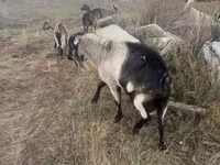 Billy Goat, Alpine goat — photo 2