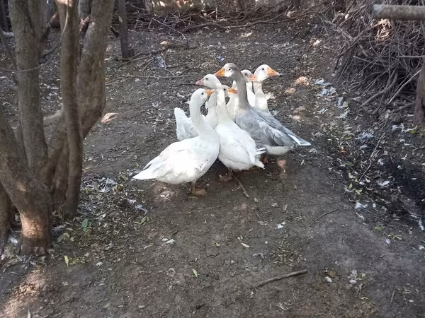 Geese