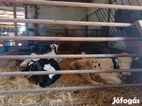 گاو نر, Russian Black pied cattle — عکس 2