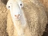 قوچ, گوسفند — عکس 2