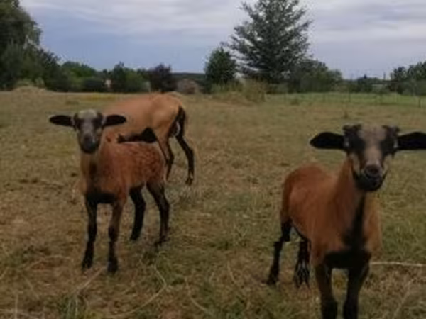 Sheep, Cameroon sheep — Hungary