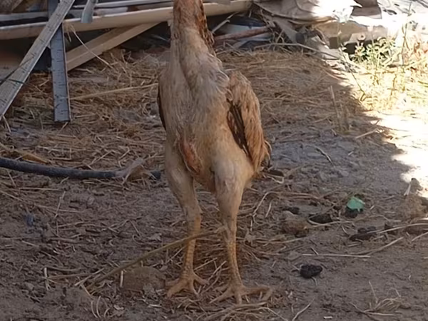 Chickens — Kyrgyzstan