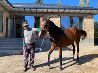 Kobyła, Thoroughbred horse — zdjęcie 2