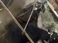วัวตัวผู้, Swiss cattle — รูปภาพ 7