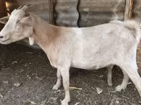 بز ماده, Nubian Goat — عکس 2