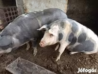 ወንድ አሣማ, Pigs — ፎቶ 4