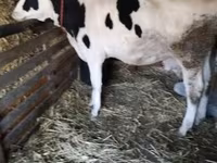 Kuh, Russian Black pied cattle — Foto 1