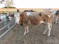 گاو ماده, Simmental cattle — عکس 1