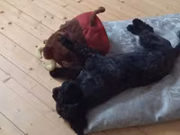 1 yaş 7 aylıq Maltipoo cinsi cütləşdirmək üçün dişi axtarılır hər şeyi — عکس 1