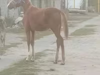 گھوڑا, گھوڑے — تصویر 4