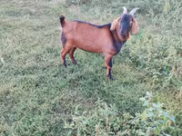 Kozel, Nubian Goat — foto 1