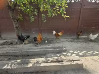Chickens — foto 1
