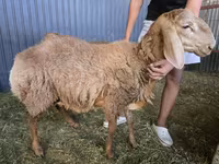Widder, Arashan sheep — Foto 2