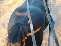 اسب نر, اسب — عکس 2