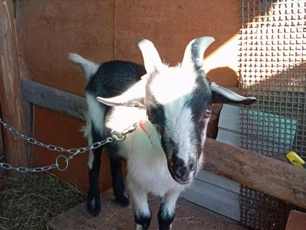 雄ヤギ, Alpine goat