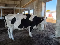 Lembu betina, Holstein breed — foto 1