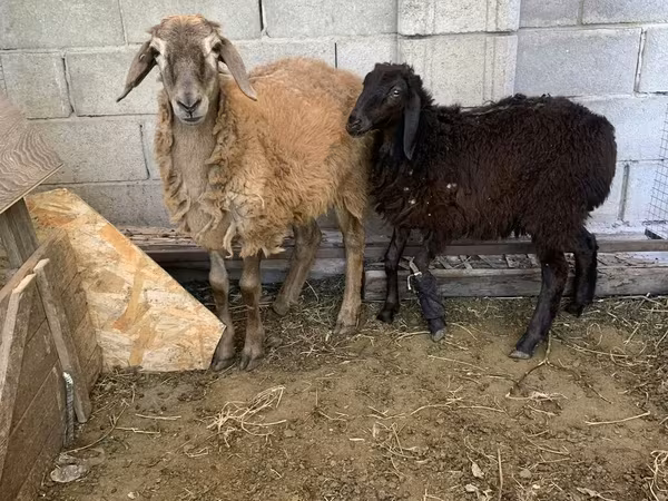 Widder, Small-tailed Han sheep