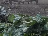 Babi betina, Pigs — foto 4