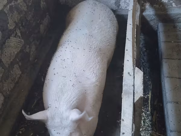 Արու խոզ, Խոզեր — Մոլդովա