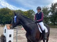 Hingst, Belgian warmblood horse — foto 6
