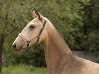 Faras dhaddig, Akhal-Teke — sawirka 3