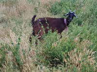 میش, گوسفند — عکس 5